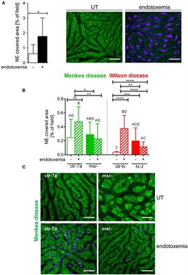 Reduced Neutrophil Extracellular Trap (NET) Formation During Systemic Inflammation in Mice With Menkes Disease and Wilson Disease: Copper Requirement for NET Release